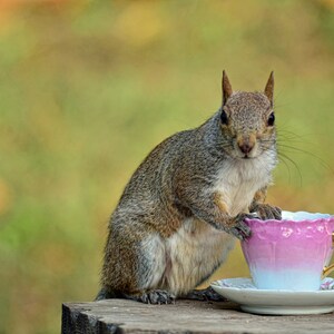 Eichhörnchen Grußkarte,lustige Grußkarte,einzigartige Karte,Foto-Notizkarte,Tierkarte,trending,humorvolle Karte,lustige Tierkarte,alle Gelegenheitskarte