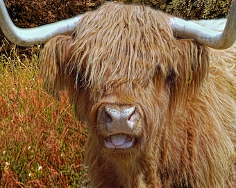 Funny Highland Cow Photo Greeting Card, Animal Notecard