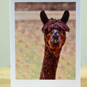 May include: A greeting card showing a brown alpaca with a shaggy fringe, set against a blurred background of tan and green. The alpaca is framed in white and has a long neck. A close-up shot.