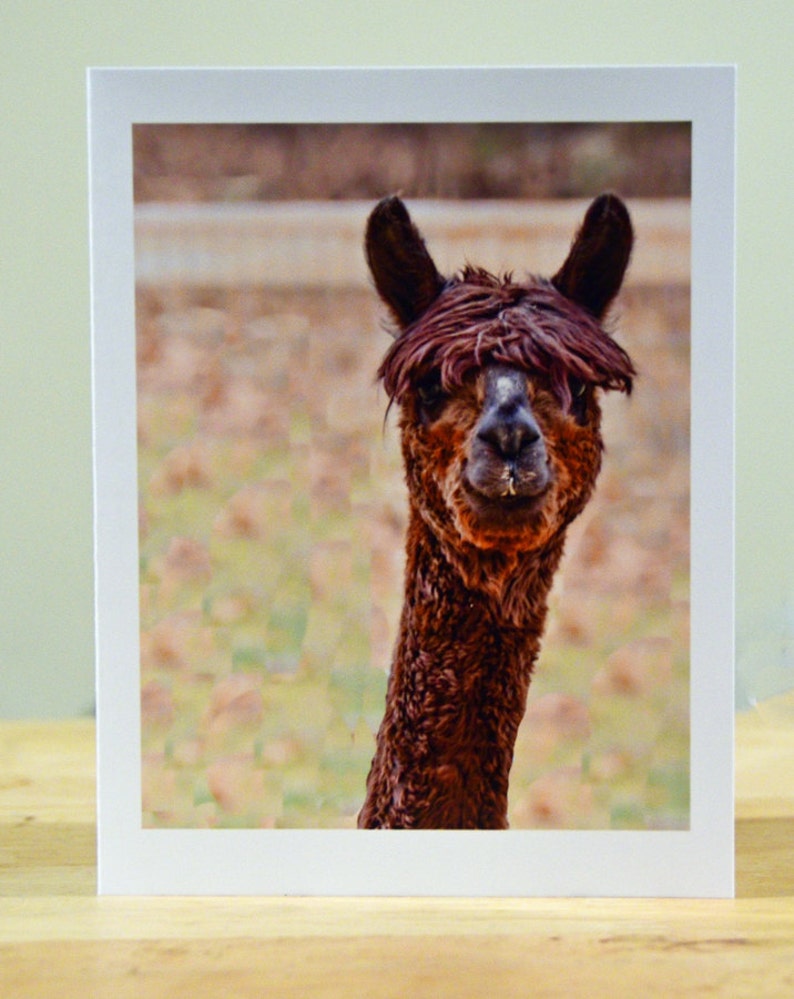 May include: A greeting card showing a brown alpaca with a shaggy fringe, set against a blurred background of tan and green. The alpaca is framed in white and has a long neck. A close-up shot.