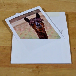May include: A white envelope holding a photograph of a brown alpaca with a dark brown fringe. The alpaca is looking directly at the viewer. The background of the photograph is blurred, with hints of green and brown.