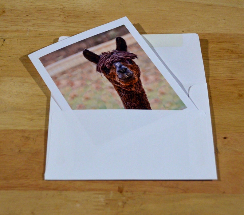 May include: A white envelope holding a photograph of a brown alpaca with a dark brown fringe. The alpaca is looking directly at the viewer. The background of the photograph is blurred, with hints of green and brown.
