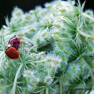 mariquitas, tendencias, insectos de amor, foto de insectos, foto de la naturaleza, tarjeta única, tarjeta en blanco, para él, para ella, etsy encontrar, tema de amor, aniversario, San Valentín