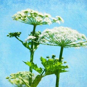 Queen Annes Lace, lege notitiekaart, unieke kaart, Etsy vinden, fotokaart, bloemen notitiekaart, beeldende kunst fotografie, lente thema, alle gelegenheid kaart, trending
