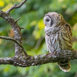 Barred Owl