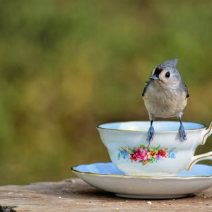 Carte de voeux de Titmouse, carte de voeux drôle, carte unique, etsy trouvent, carte humoristique, notecard de photo, carte animale, carte d’occasion, tendance