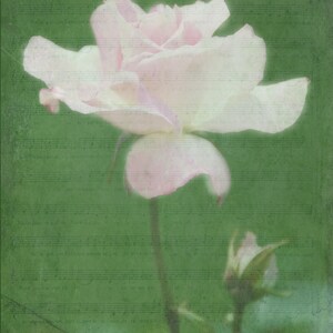 Blass rosa Rose, leere Notecard, einzigartige Karte, Etsy finden, Foto-Karte, floral Notecard, Fine Art Fotografie, Trending, Frühling Thema, alle Anlass Karte
