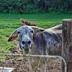 Eselkarte,lustige Grußkarte,einzigartige Karte,Foto-Notizkarte,Tierkarte,Trending,Etsy-Fund,humorvolle Karte,alle Gelegenheitskarte,Frühlingsmotiv