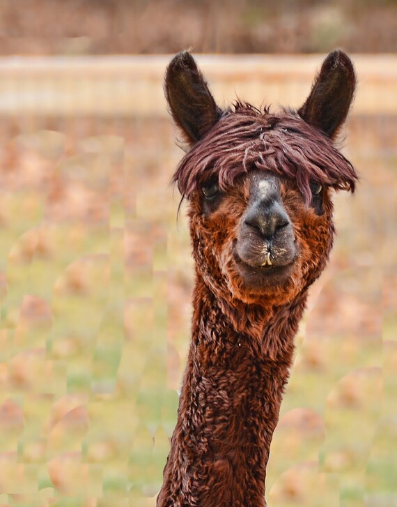 alpaca greeting card,funny greeting card,unique card,humorous card,photo notecard, animal card,trending,Etsy find,all occasion card,for kids