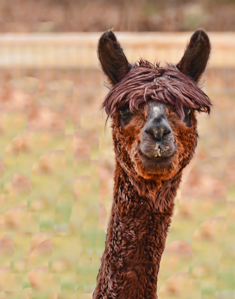 May include: A brown alpaca with dark brown fur and a fringe of hair over its eyes is captured in a close-up shot. The alpaca has a long neck and is looking directly at the camera. The background is blurred, with hints of green and brown.