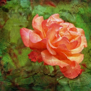 Orange Rose, lege notecard, unieke kaart, Etsy vinden, fotokaart, floral notecard, beeldende kunst fotografie, alle gelegenheid kaart, lente thema, trending