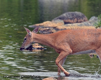 young deer,nature photo,Etsy find,unique gift,wildlife photography,animal photography,Baxter State Park,gift idea,trending,Maine wildlife