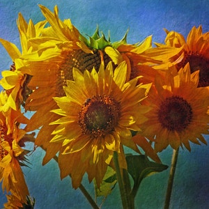 Girasoles, tarjeta de notas en blanco, tarjeta única, hallazgo de Etsy, tarjeta de fotos, tarjeta de notas floral, fotografía de bellas artes, tarjeta de todas las ocasiones, tema de verano, tendencia