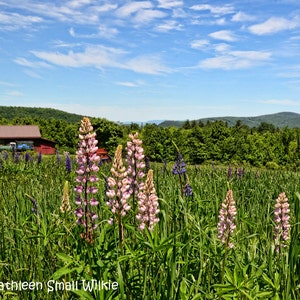 pink lupines,mountains,New Hampshire,nature landscape,colorful wildflowers,unique gift,gift idea,wall art,home decor,Etsy find,trending