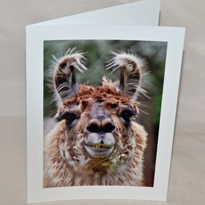 Lama-Grußkarte, lustige Grußkarte, einzigartige Karte, humorvolle Karte, Foto-Notecard, niedliche Tier-Karte, Trending, Etsy finden, alle Gelegenheit Karte