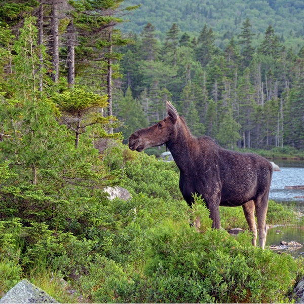 moose greeting card,nature greeting card,photo notecard,animal photography,unique card,blank card,all occasion card,Etsy find,trending