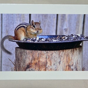 chipmunk wenskaart, grappige wenskaart, unieke kaart, humoristische kaart, foto notitiekaart, dierenkaart, alle gelegenheid kaart, Etsy vinden, voor iedereen