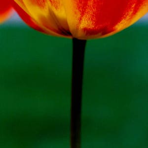 Fiery-Red Tulip image 1