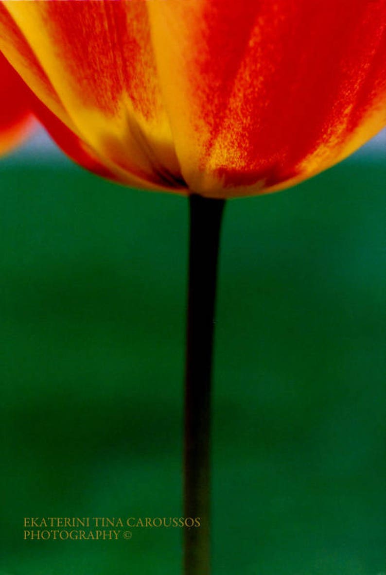 Fiery-Red Tulip image 1