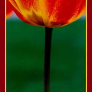 Fiery-Red Tulip image 2