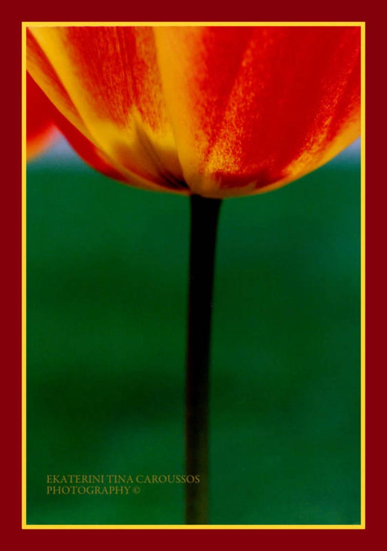 Fiery-Red Tulip image 2