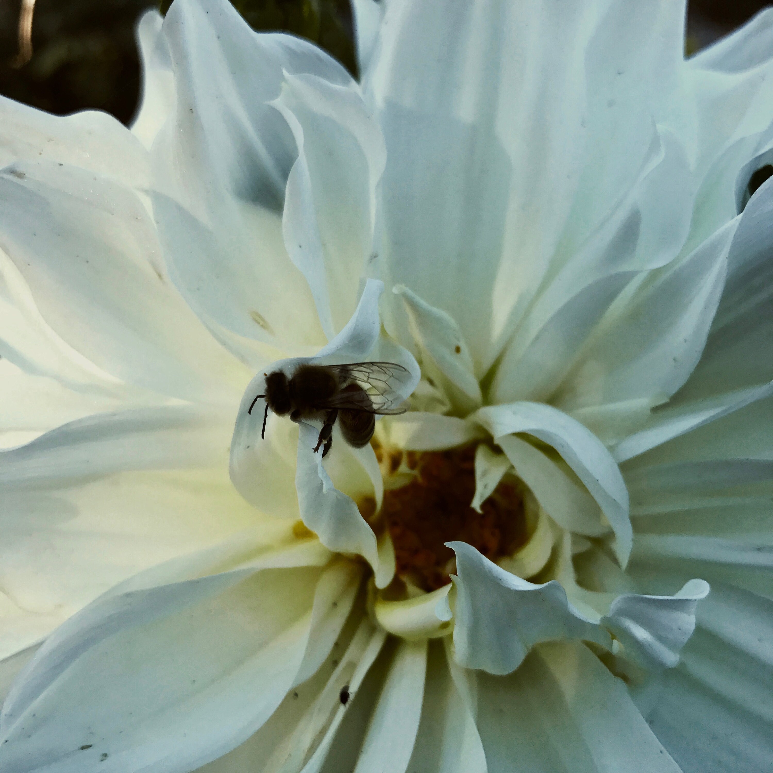 Flower Healing Nature Connections Journey and Reiki Etsy UK