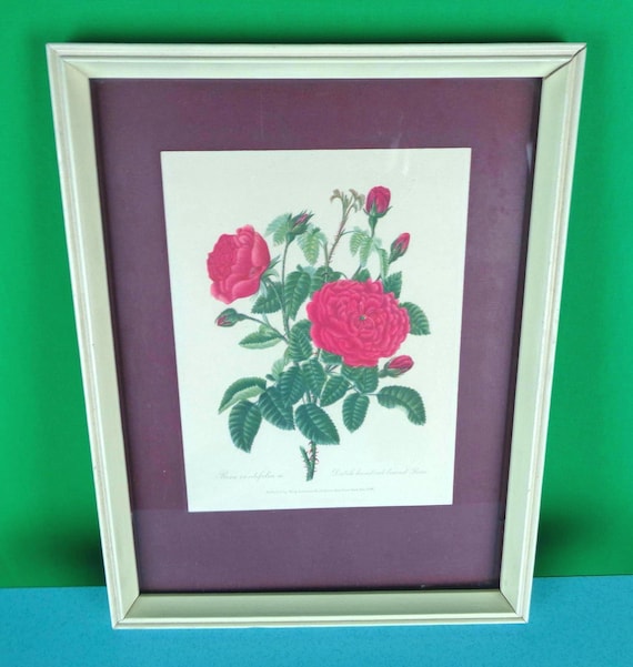 Vintage Queen Anne Rose Print, Framed Floral Wall Decor 1940s-50s Accent Picture Art Portrait
