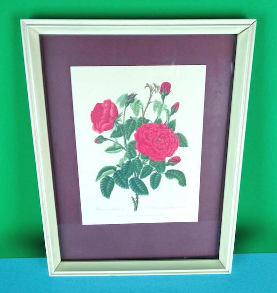 Vintage Queen Anne Rose Print, Framed Floral Wall Decor 1940s-50s Accent Picture Art Portrait