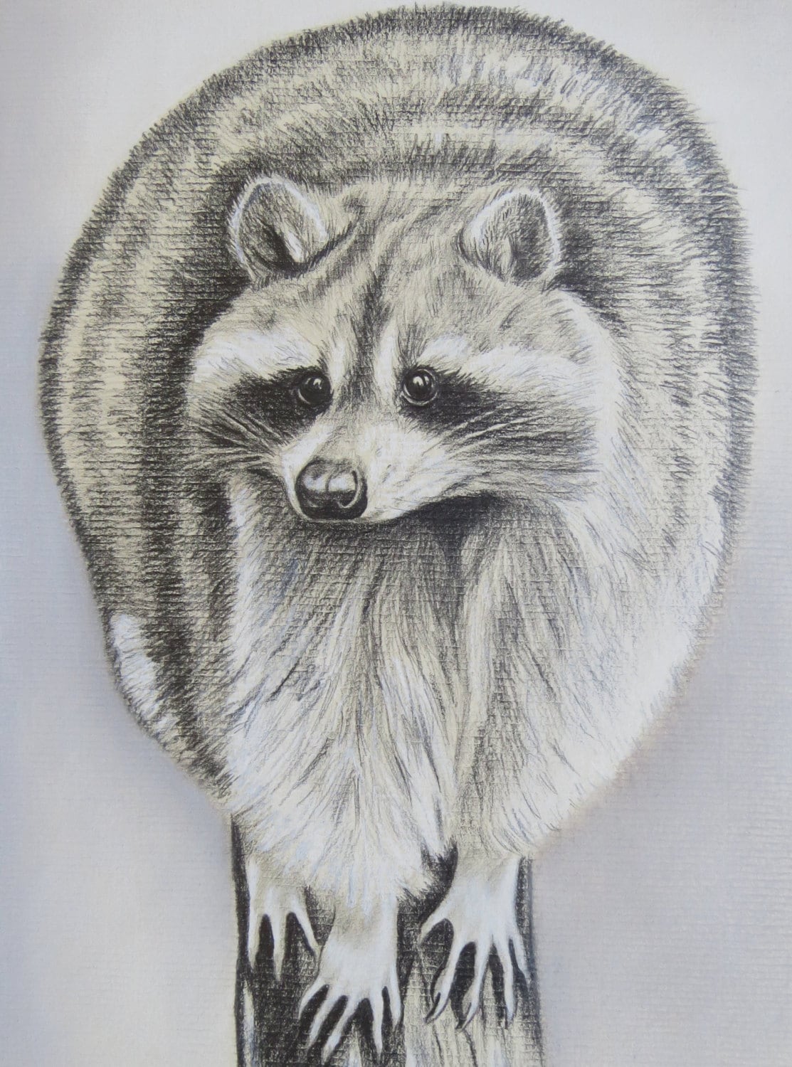 Raccoon Drawings In Pencil