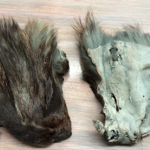 Genuine Green Finnish Raccoon Fur Head Face Piece Craft