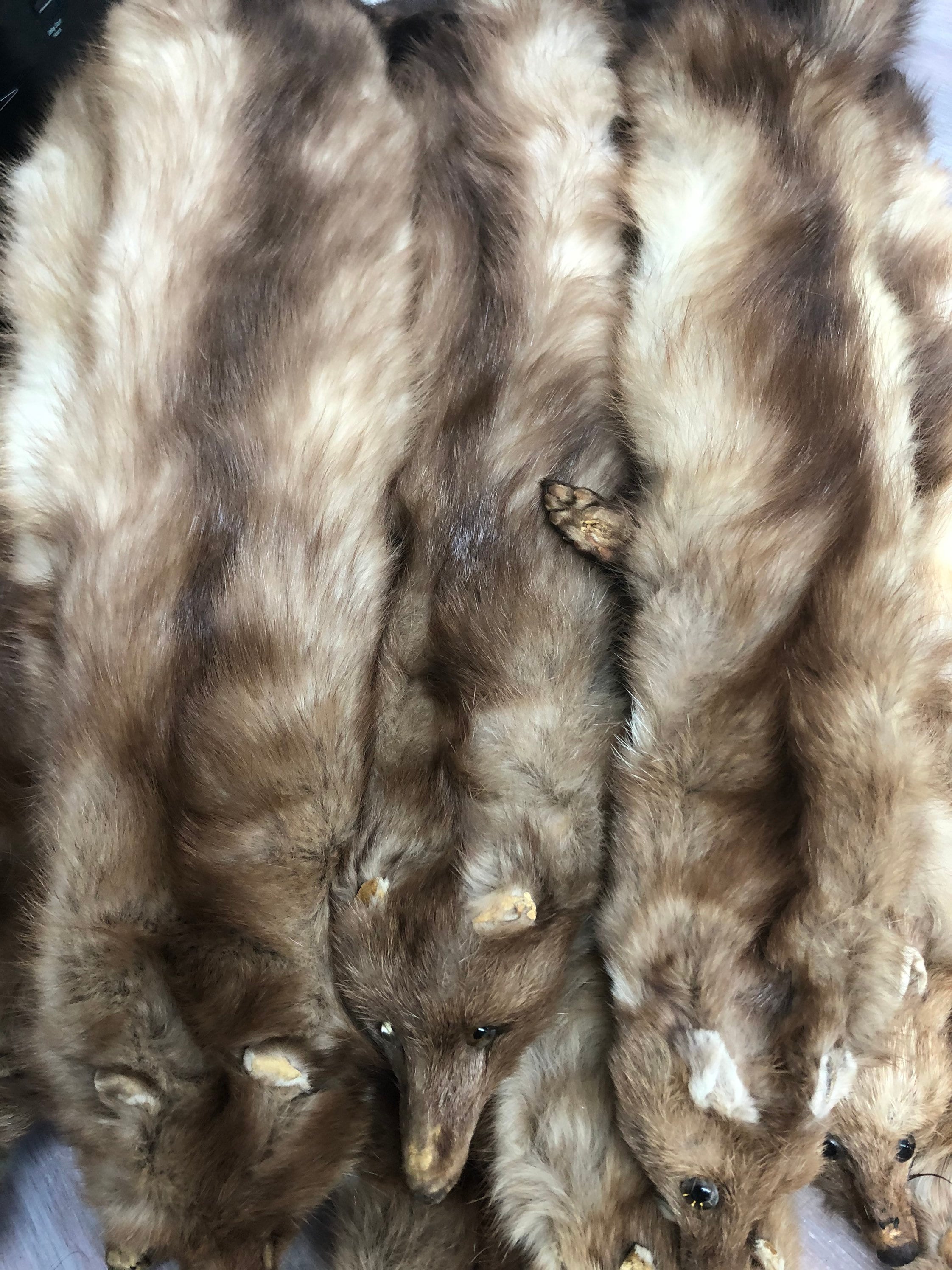 20 Genuine Marten Stone Sable Fur Skin Pelt Head Tail | Etsy