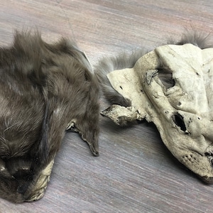 Genuine Russian Sable Fur Head Face Piece Craft