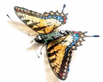 The Norfolk Swallowtail Butterfly, Circuit Board Insect by Julie Alice Chappell