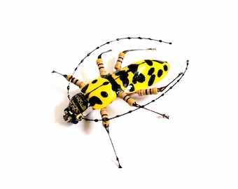 The Yellow Tiger Beetle, Upcycled Insect Artwork by Julie Alice Chappell