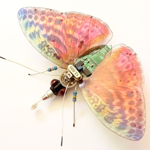 Little Clear Wing Butterfly, Fantasy Circuit Board Insect by