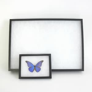 May include: Two black framed display cases, one large and one small, against a white background. The smaller frame contains a blue butterfly. The larger frame is empty. The butterfly has blue wings with black markings.