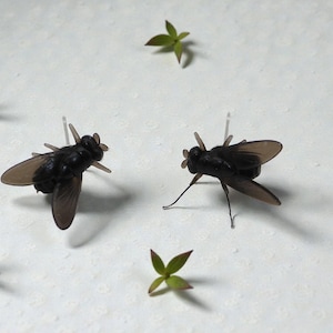 May include: Two black insect models with tan wings are positioned on a white surface, surrounded by small green plants. The insects have detailed features, including legs and antennae. The arrangement suggests a nature-themed display or decorative element.