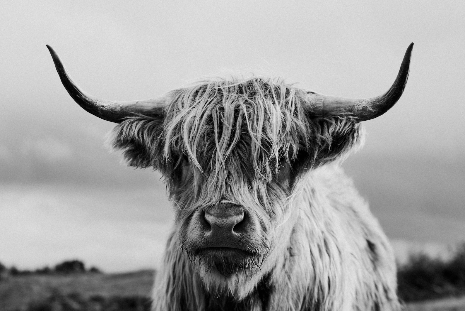 Black and White Highland Cow Print Scottish Coo Shaggy Cow Etsy UK