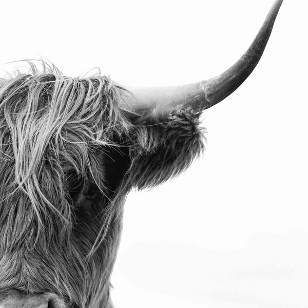 Hairy Scottish Coo Etsy