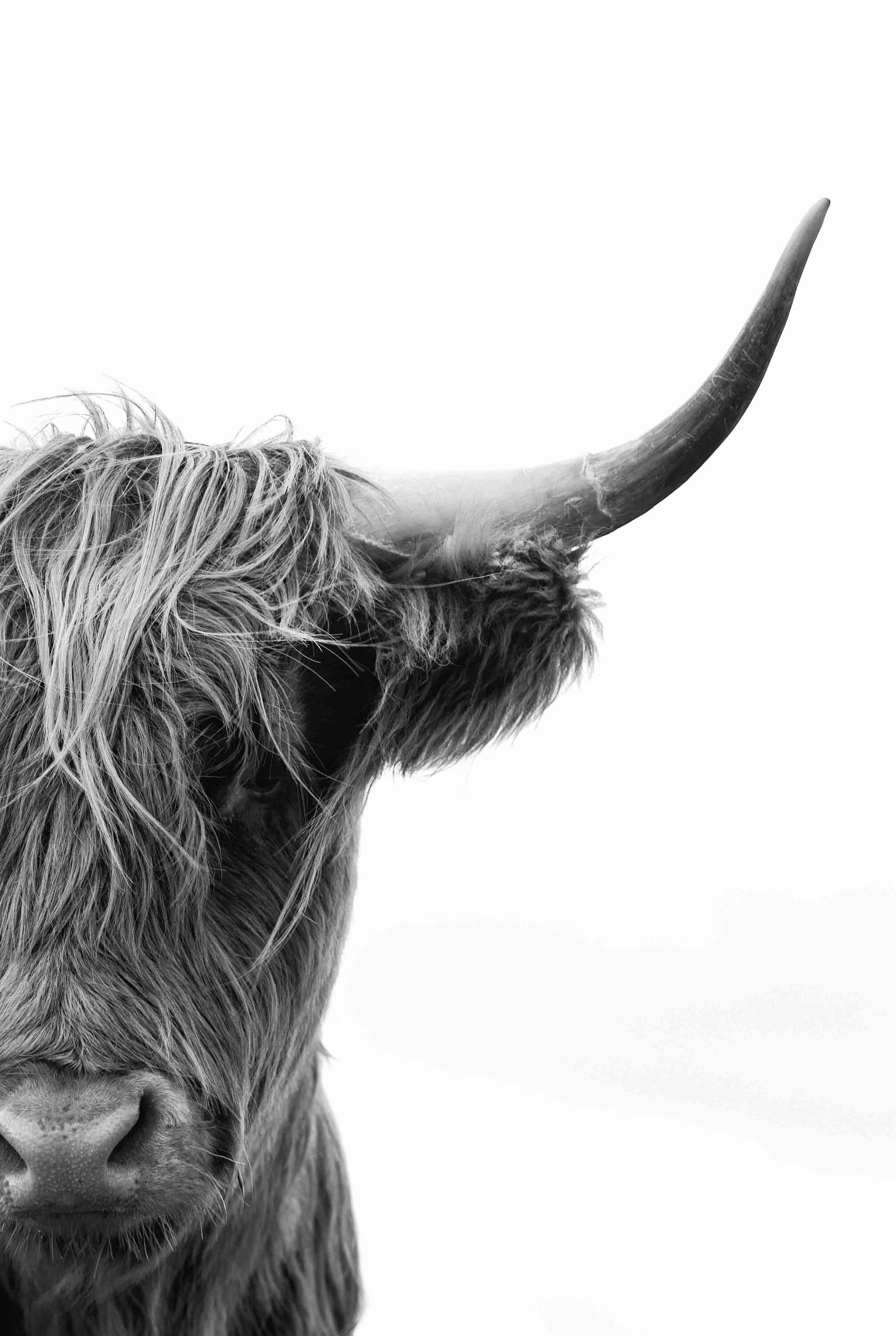 black and white highland cow art