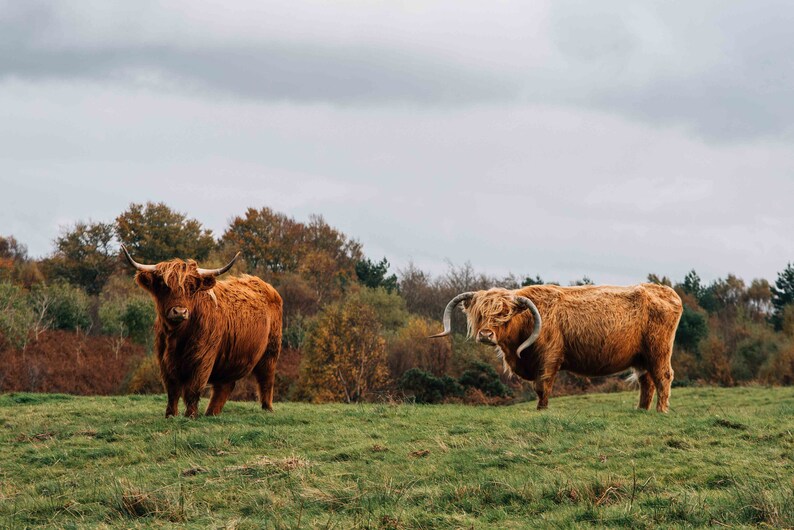 Highland Cow Print Scottish Coo Shaggy Cow Scotland Cow Etsy