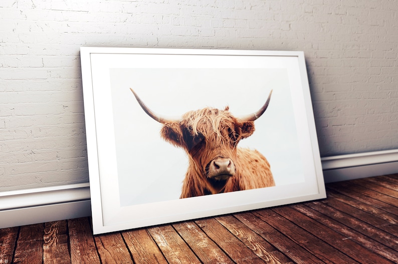 Highland Cow Print Scottish Coo Shaggy Cow Scotland Cow Etsy