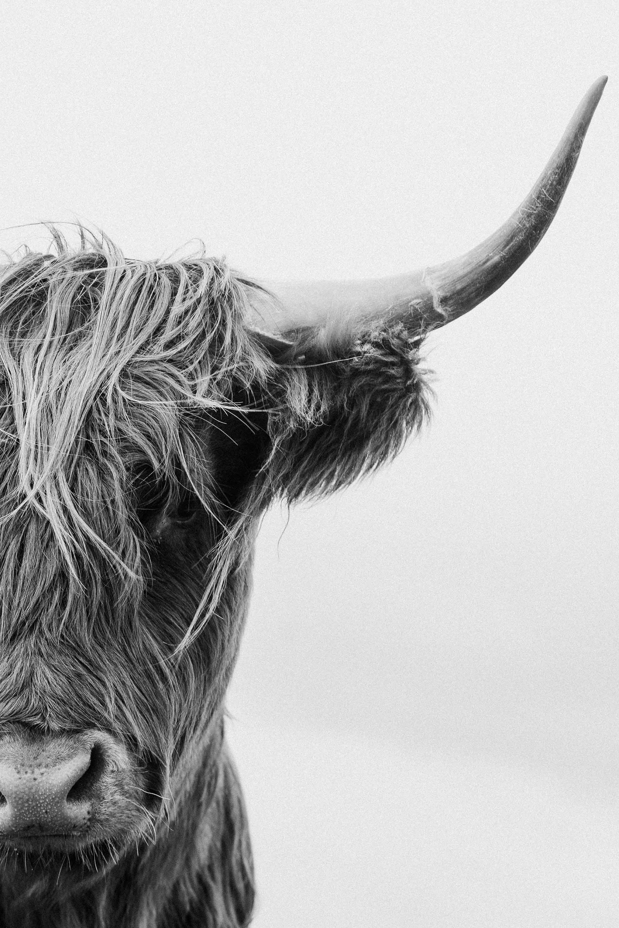 Black And White Highland Cow Print Scottish Coo Shaggy Cow Etsy