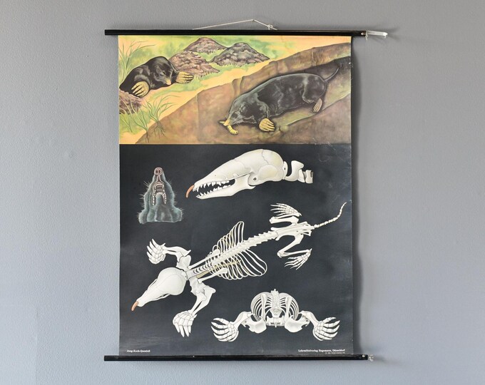 Wall Chart Of The Mole By Jung-Koch-Quentell Circa 1950s