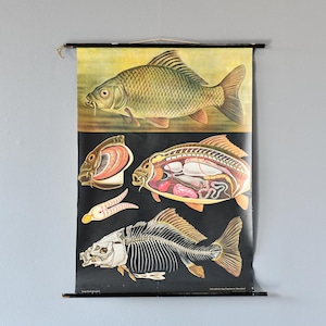 Wall Chart Of The Fish By Jung Koch Quentell