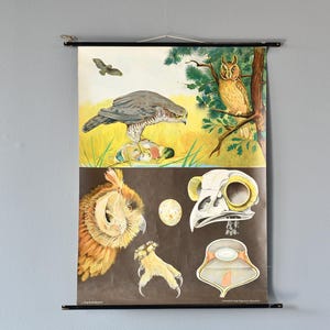 Birds Of Prey Wall Chart By Jung Koch Quentell