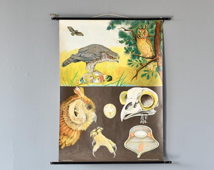 Birds Of Prey Wall Chart By Jung Koch Quentell
