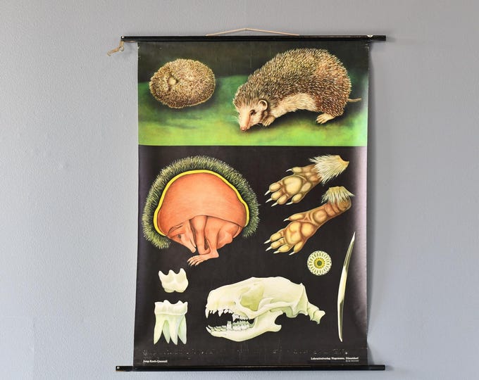 Wall Chart Of The Hedgehog By Jung Koch Quentell