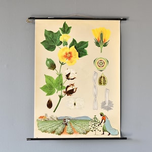 Botanical Wall Chart By Jung Koch Quentell Cotton