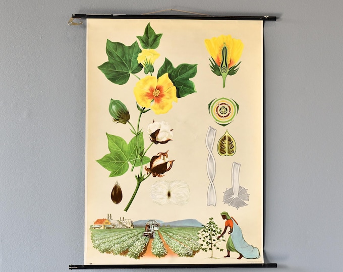 Botanical Wall Chart By Jung Koch Quentell Cotton